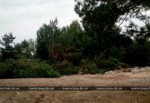 В Павлограде рубят лес — на его месте будет торговый центр (ФОТО и ВИДЕО)