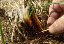 Причиной возгорания Павлоградского лесхоза называют поджог