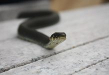 Павлоградцев кусают ползучие гады