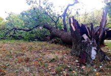 В Павлограде ветер свалил вековой дуб