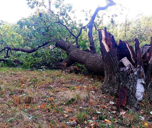 В Павлограде ветер свалил вековой дуб