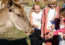 Что посмотреть в Павлограде? Знакомство с дикими животными и поручиком Ржевским (ФОТО и ВИДЕО)