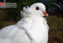 Ко Дню города в Павлограде проведут выставку-ярмарку голубей