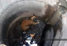 В Павлограде волонтер спасла собаку, упавшую в открытый люк (ФОТО и ВИДЕО)