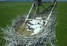 Павлоградские ВЭС устанавливают птицезащитные устройства