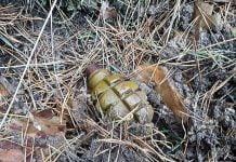Грибник нашел в лесу гранату (ФОТОФАКТ)