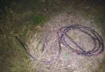 Полицейские задержали мужчин, которые выжигали кабель в лесу (ФОТО)