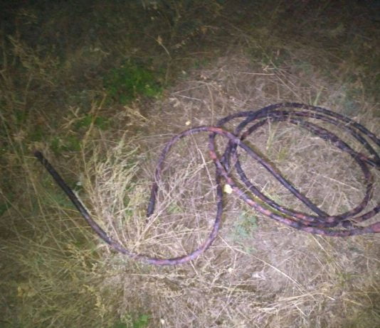 Полицейские задержали мужчин, которые выжигали кабель в лесу (ФОТО)