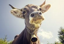 На Павлоградщине зафиксировали случай бешенства домашнего скота