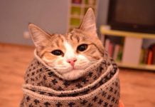 В Павлограде включают отопление