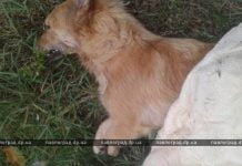 В Павлограде травят бездомных собак