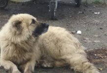 В Павлограде алабай разорвал другого пса и пугал прохожих