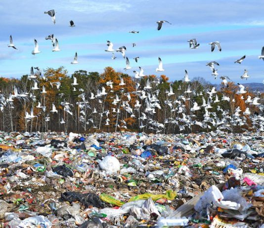 В «Уютном городе» предлагают «не скрещивать цветочную клумбу с мусоркой»