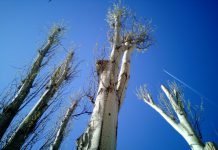 В этом году коммунальщики «подстригли» 1 200 деревьев. Но очередь не заканчивается