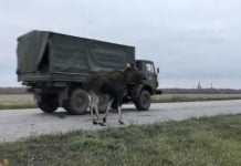 Под Павлоградом сбили лосиху (ВИДЕО)