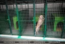 Из центра Павлограда гуманным способом убрали несколько агрессивных собак (ФОТО)