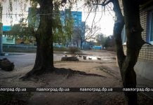 В Павлограде свора собак нападает на прохожих (ВИДЕО)