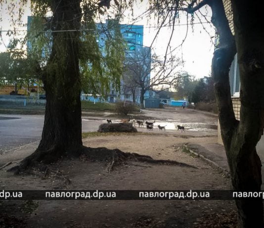 В Павлограде свора собак нападает на прохожих (ВИДЕО)