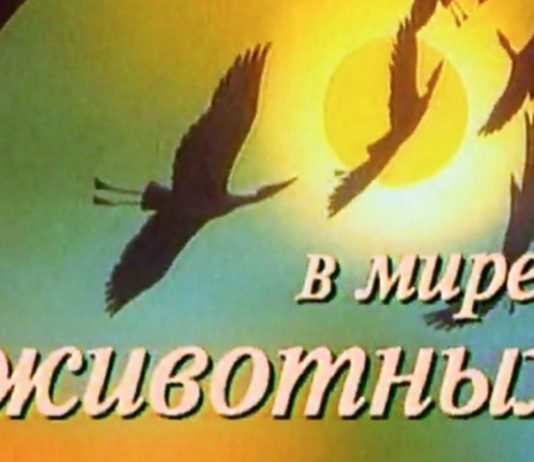 «Люди, не грабьте собственный город!». В Павлограде участились случаи уличного вандализма