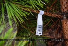 Сколько в Павлограде стоит новогодняя ёлочка? (ФОТО)