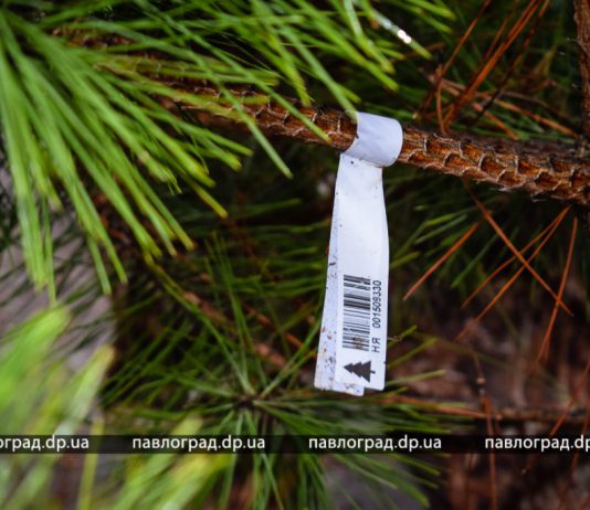 Сколько в Павлограде стоит новогодняя ёлочка? (ФОТО)