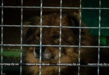 В Павлограде в тестовом режиме заработал приют для собак (ФОТО)