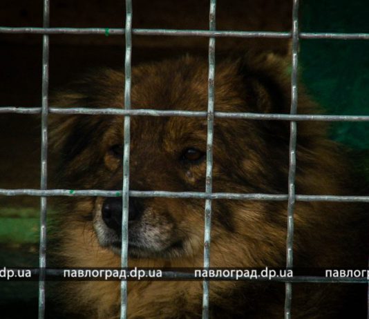 В Павлограде в тестовом режиме заработал приют для собак (ФОТО)