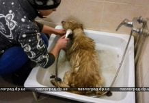 В Павлограде двое прохожих спасли от гибели собаку, которая провалилась в прорубь (ФОТО)