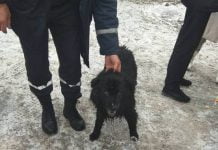 В Павлограде под лёд провалилась собака и ее хозяин (ДОБАВЛЕНО ВИДЕО)