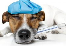 Нужна ли Павлограду круглосуточная ветеринарная клиника?