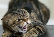 В Павлограде зафиксировали бешенство у бездомной кошки