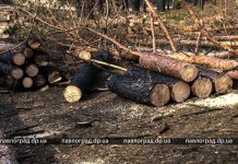 Кто и зачем рубит обгоревший лес в Павлограде?