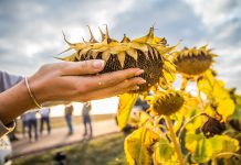 Павлоградский механический завод ищет, кто засеет его поля