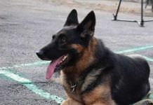 Самосуд: за попытку угона павлоградца избили и бросили в багажник