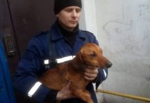 В Терновке спасли таксу, застрявшую между бетонными плитами жилого дома