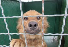 Бобики с чипами: в Терновке объявили об отлове бездомных собак