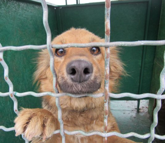 Они ищут дом — павлоградцы могут взять собачку из приюта (ФОТО)
