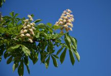 Вдоль одной из улиц Павлограда предлагают высадить каштаны