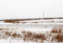 «Птичку жалко»: жители Западного Донбасса подкармливают лебедей (ВИДЕО)