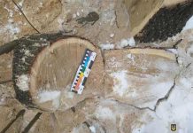 Патрульные задержали «криминальный дует», который выпиливал деревья в лесопосадке