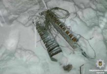 В Павлограде задержали вора телефонных коммуникаций