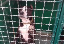 В Павлограде коммунальщики ловили собаку бойцовской породы