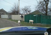В Павлограде патрульные разыскали хозяина алабаев, пугавших прохожих