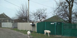 В Павлограде патрульные разыскали хозяина алабаев, пугавших прохожих