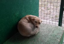 Привитые и стерилизованные собачки ищут добрых хозяев