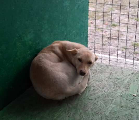 Привитые и стерилизованные собачки ищут добрых хозяев