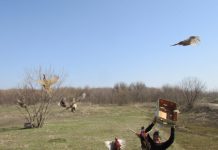 На Благовещение охотники Павлоградщины выпустили в природу 70 фазанов (ФОТО)