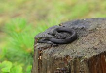 Каждую неделю к врачам обращаются павлоградцы с укусами собак и змей