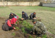 В Павлоградском лесу высадили 6 га сосны и акации