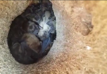 Обрезая деревья, коммунальщики обнаружили гнездо с десятками «бэтмэнов» (ВИДЕО)